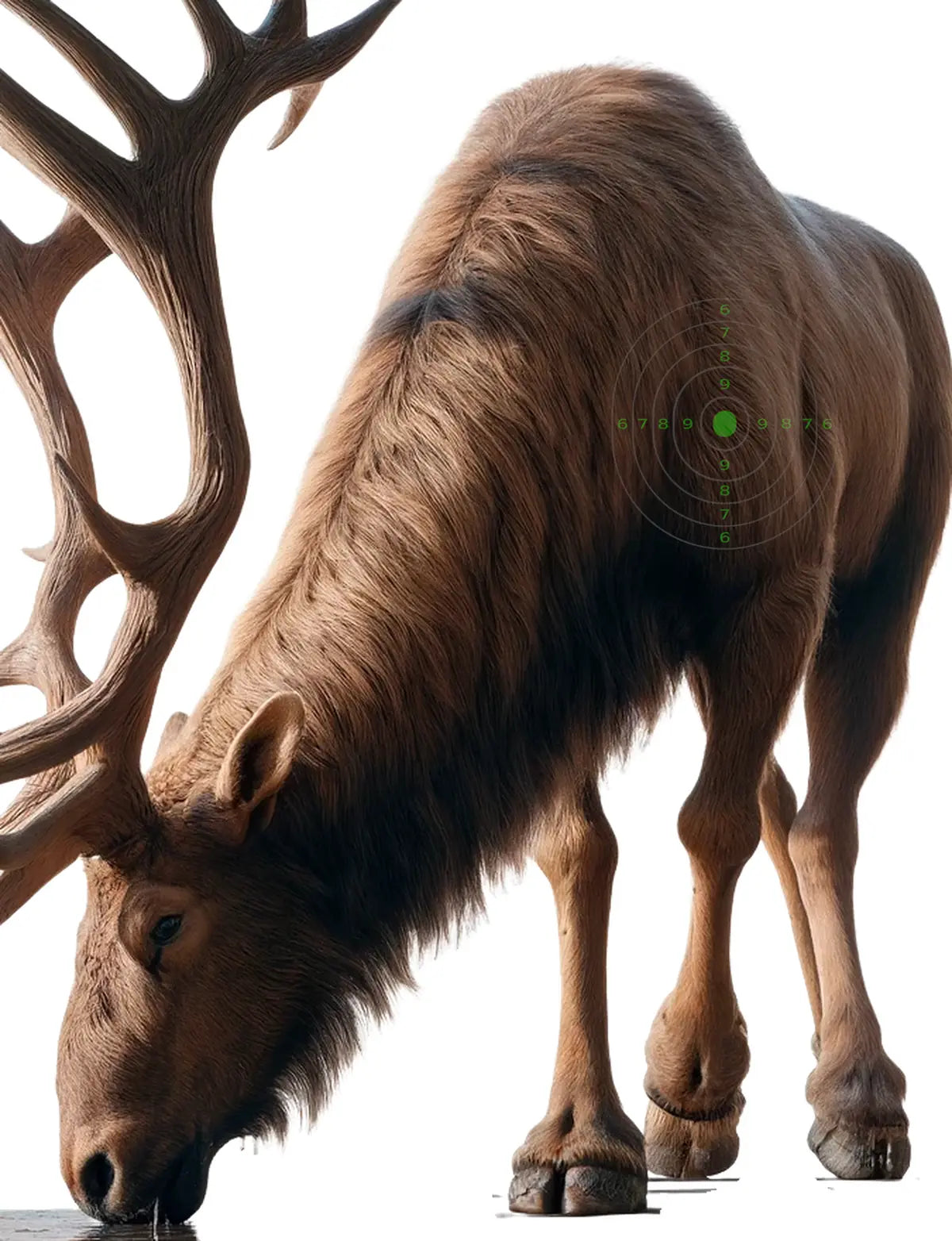 Ice Age Megaloceros Irish Elk Target 48 - Printable Shooting Target