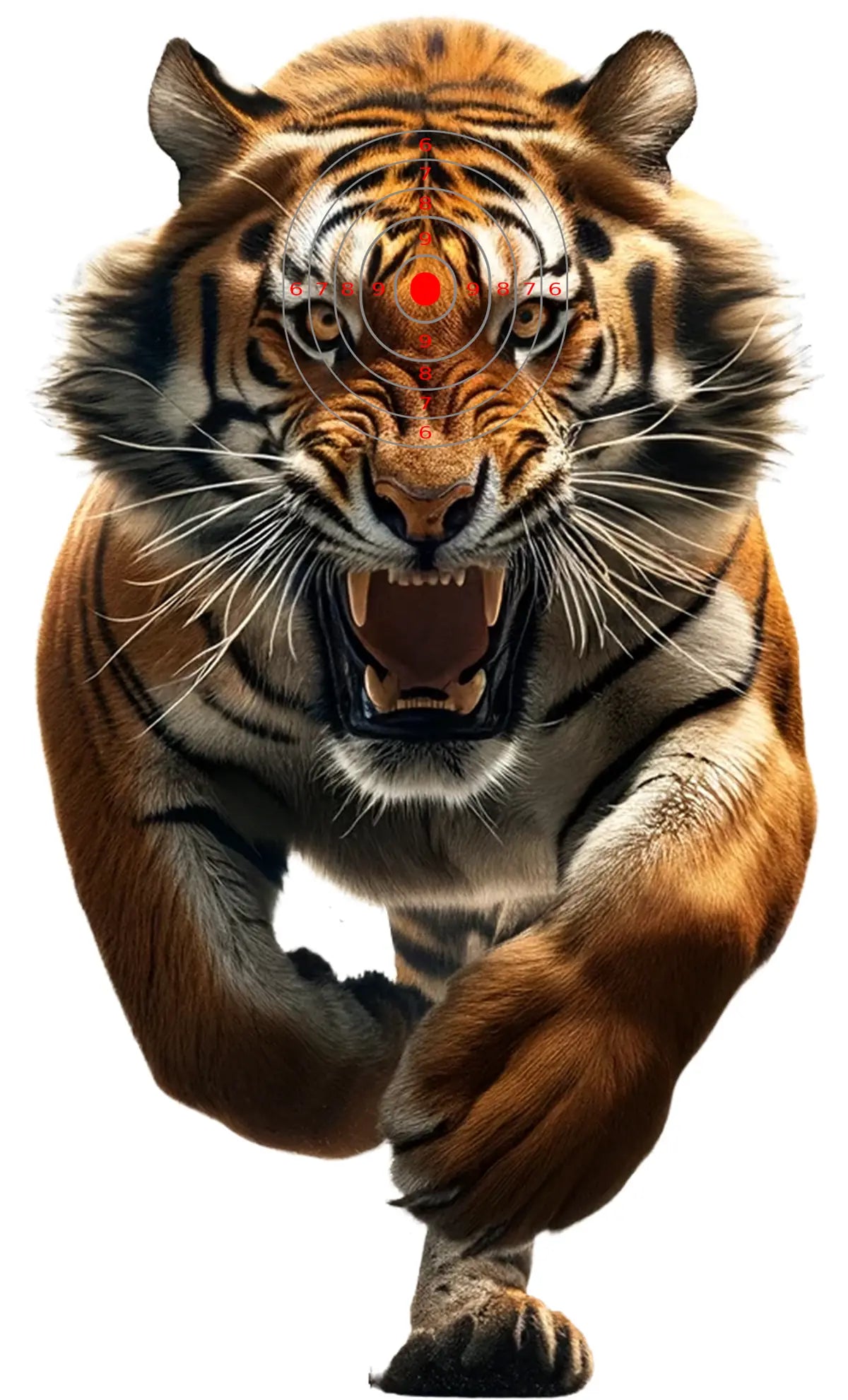 Indian Jungle Bengal Tiger Target 24 - Printable Shooting Target