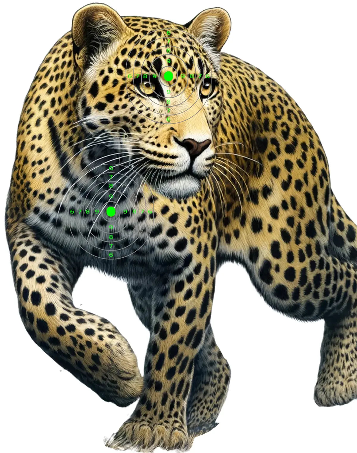 Indian Jungle Leopard Target 27 - Printable Shooting Target
