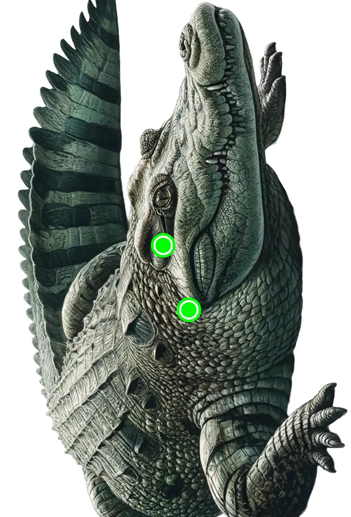 Indian Jungle Mugger Crocodile Target 8 - Printable Shooting Target