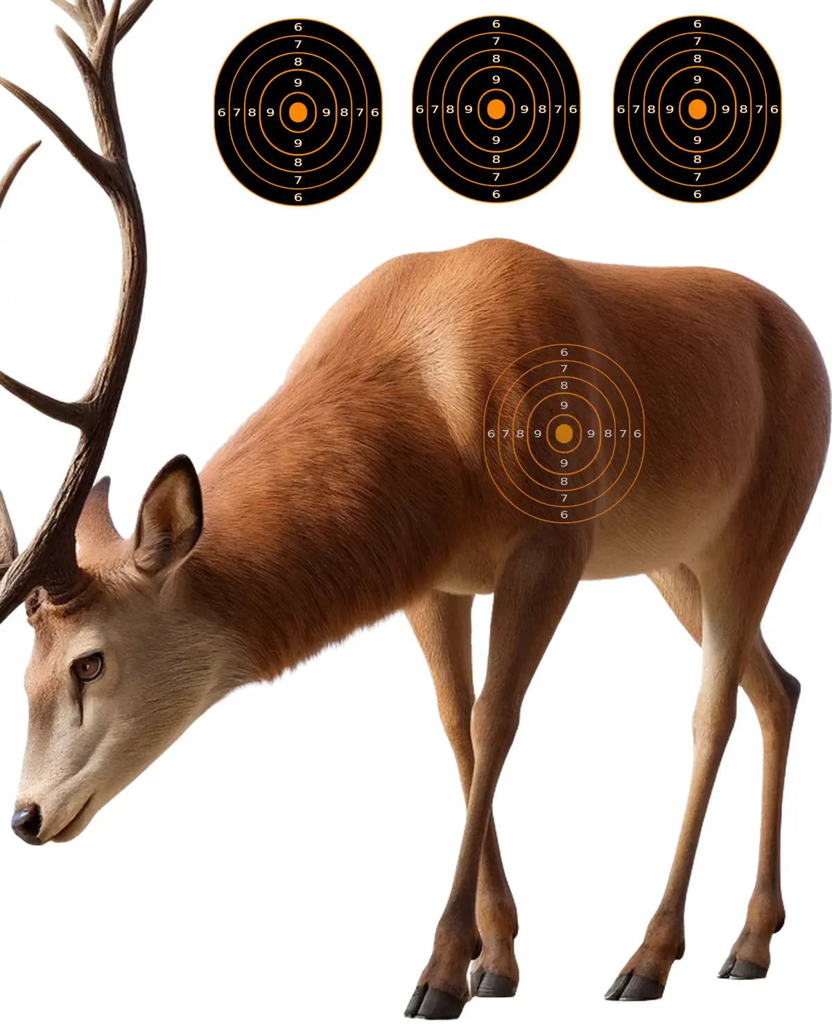 Outback Red Deer Target 34 - Printable Shooting Target